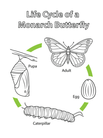 Life Cycle Of A Monarch Butterfly Coloring Page